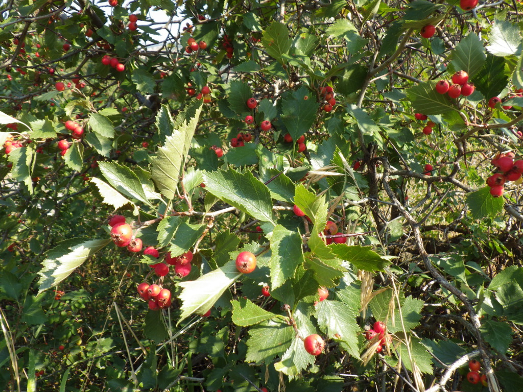 Crataegus_chrysocarpa 003
